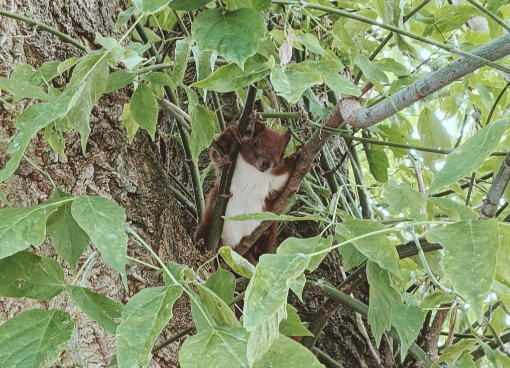 eichhörnchem im kleingarten